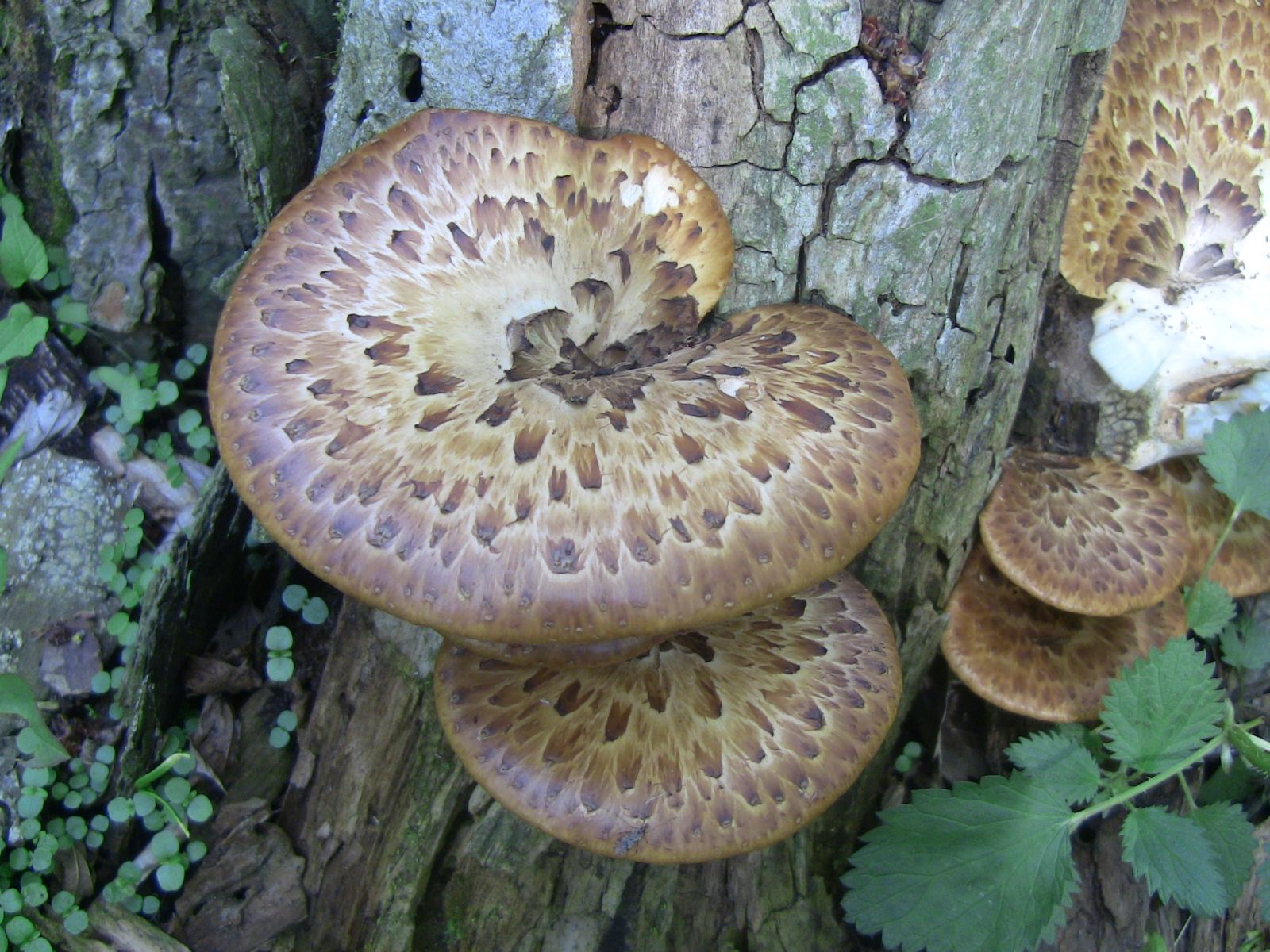 Pheasant's Back Mushrooms ( Polyporus squamosus)