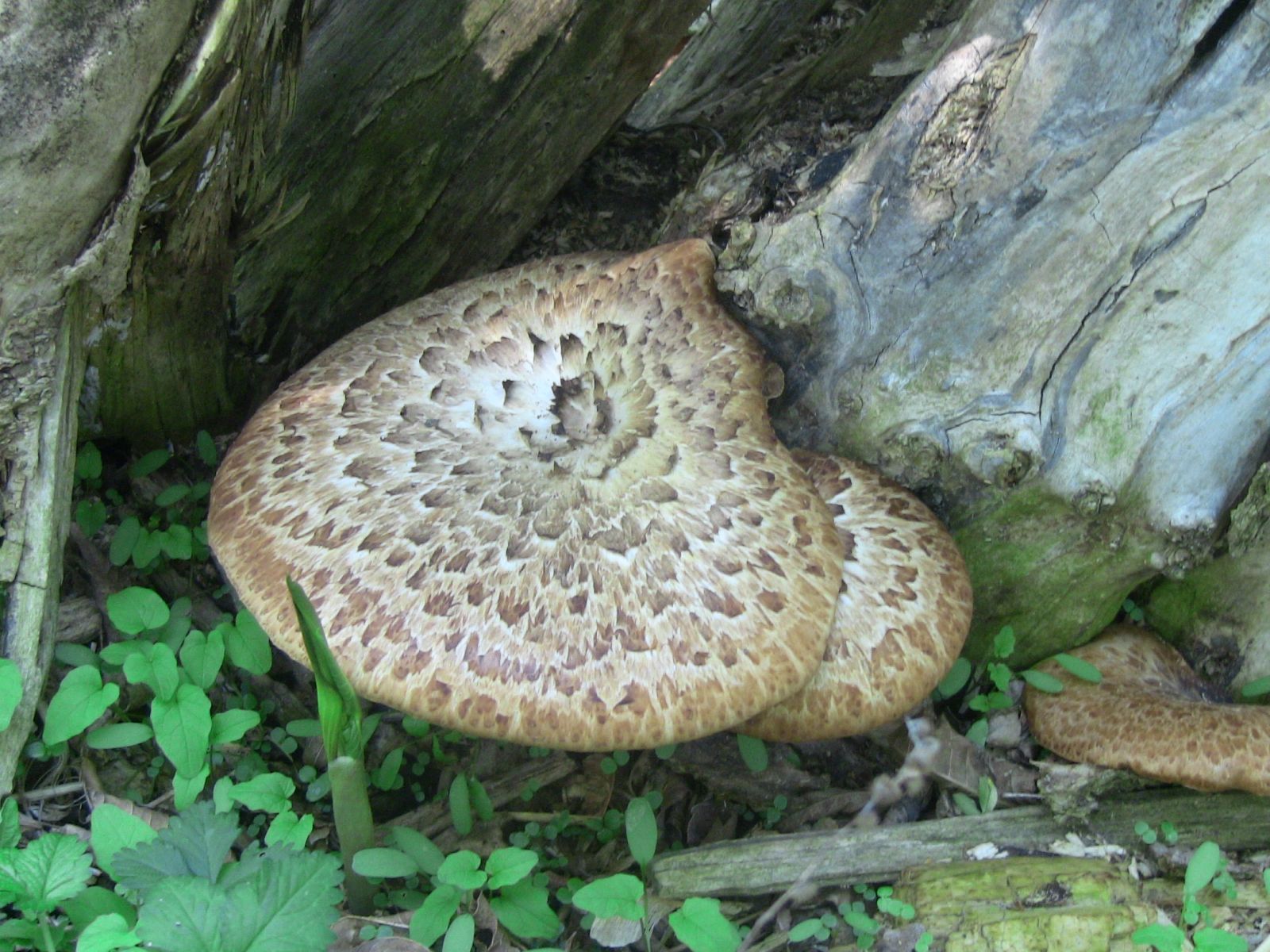 Pheasant's Back Mushrooms (Polyporus squamosus)