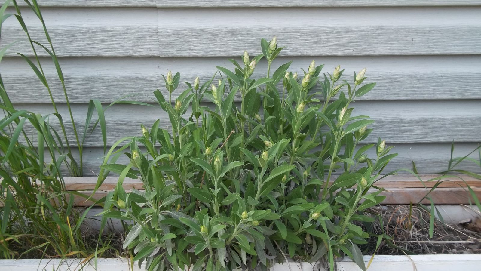 sage plant buds