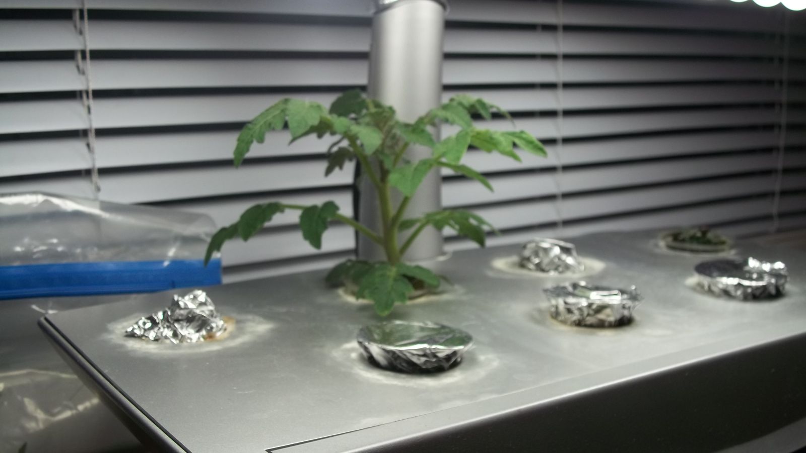 Aerogarden tomato plant