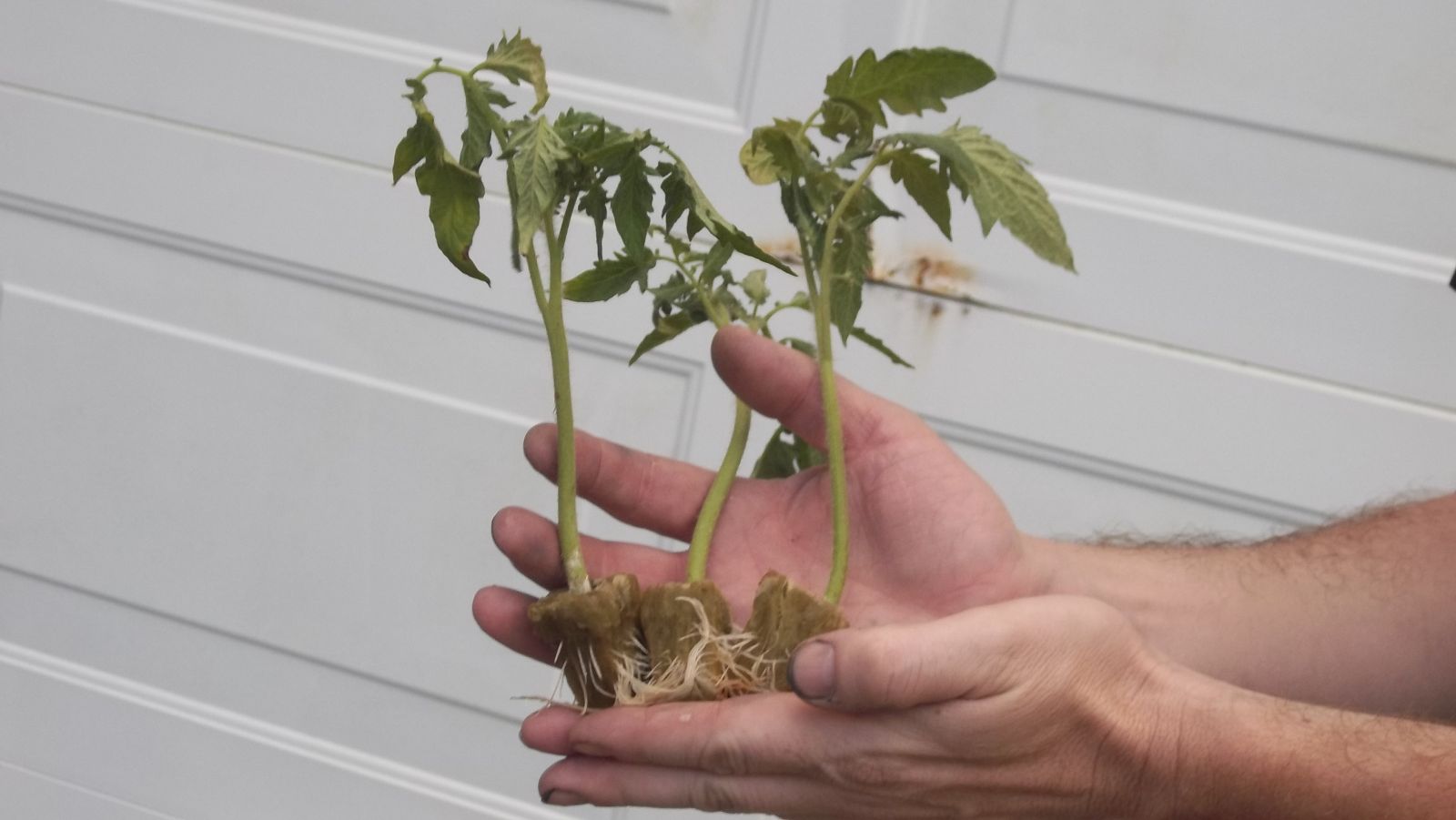 cloned hoy tomato plant