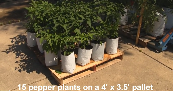 grow bags on a pallet
