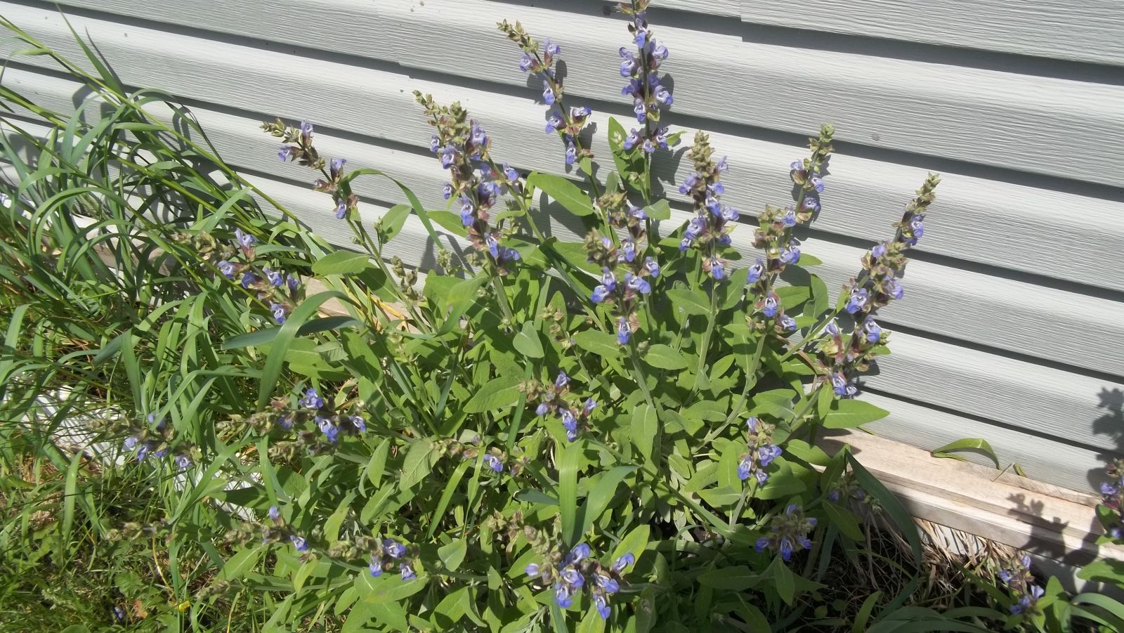 sage plant herb