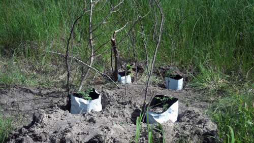 sticks to discourage deer