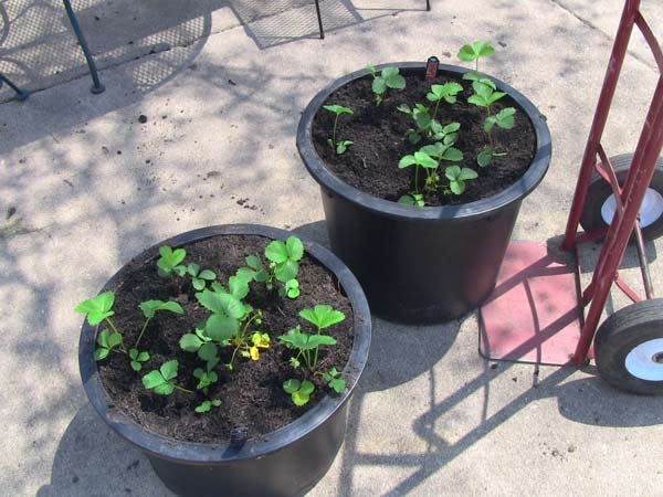 Strawberry Plants