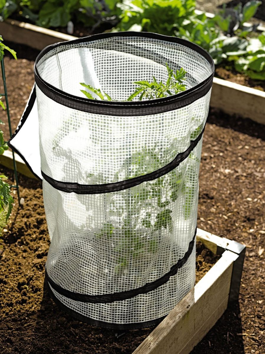 Pop-Up Tomato Accelerator