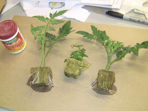 Burpee Big Boy Tomato Plant Clones