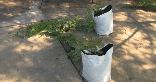 watermelon is grow bags