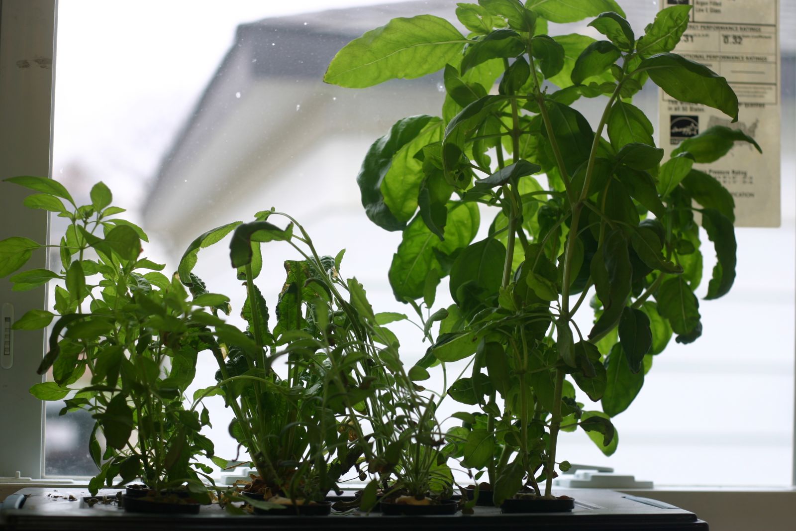 windowsill hydroponic herb garden