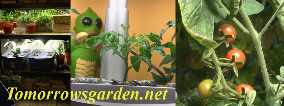 hydroponic tomatoes