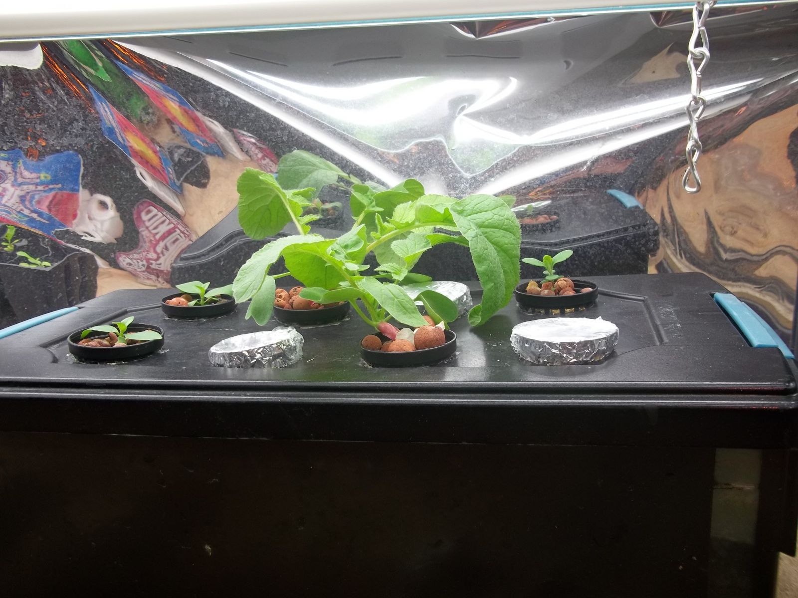 hydroponic indoor garden