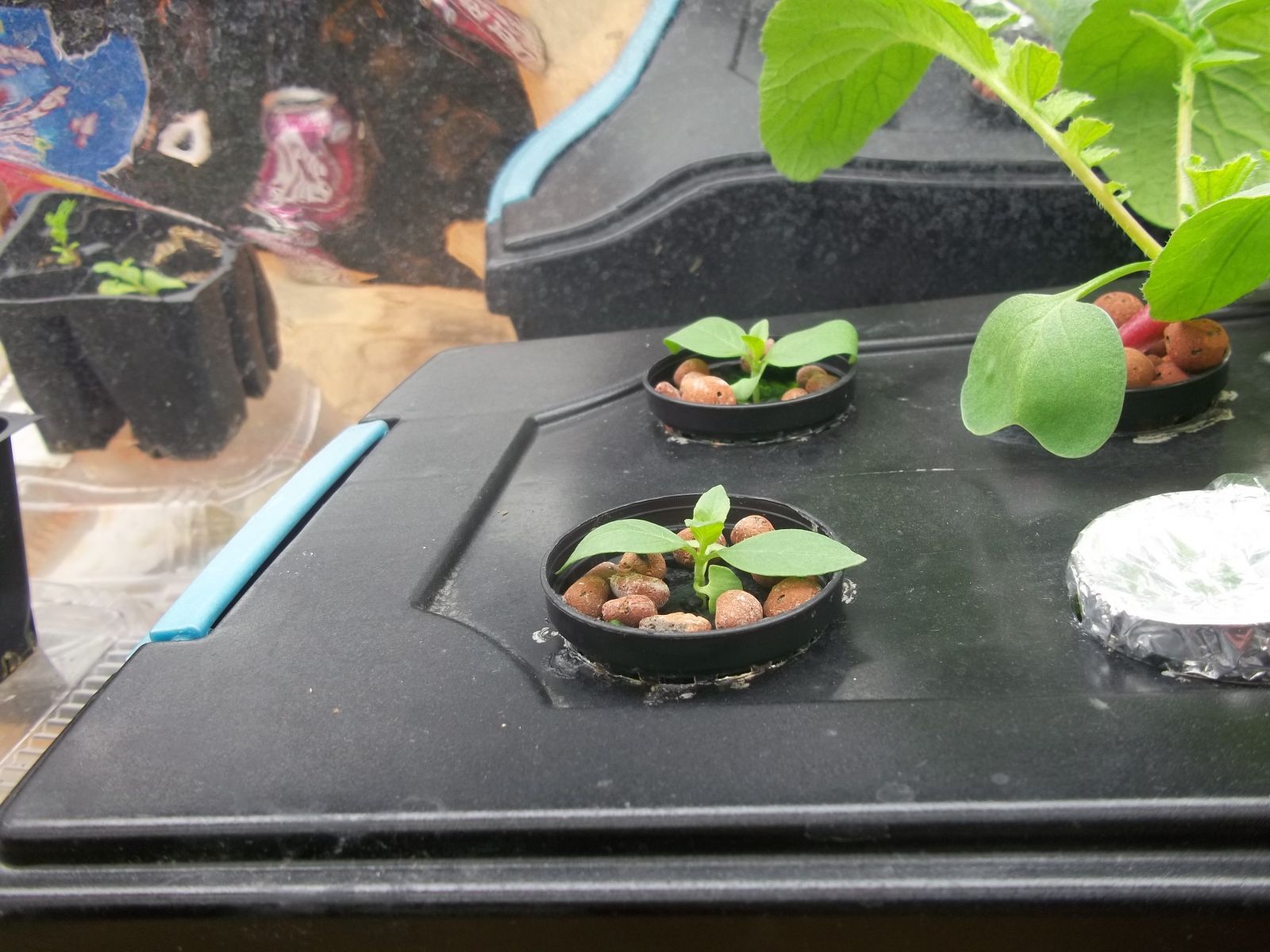 hydroponic basil