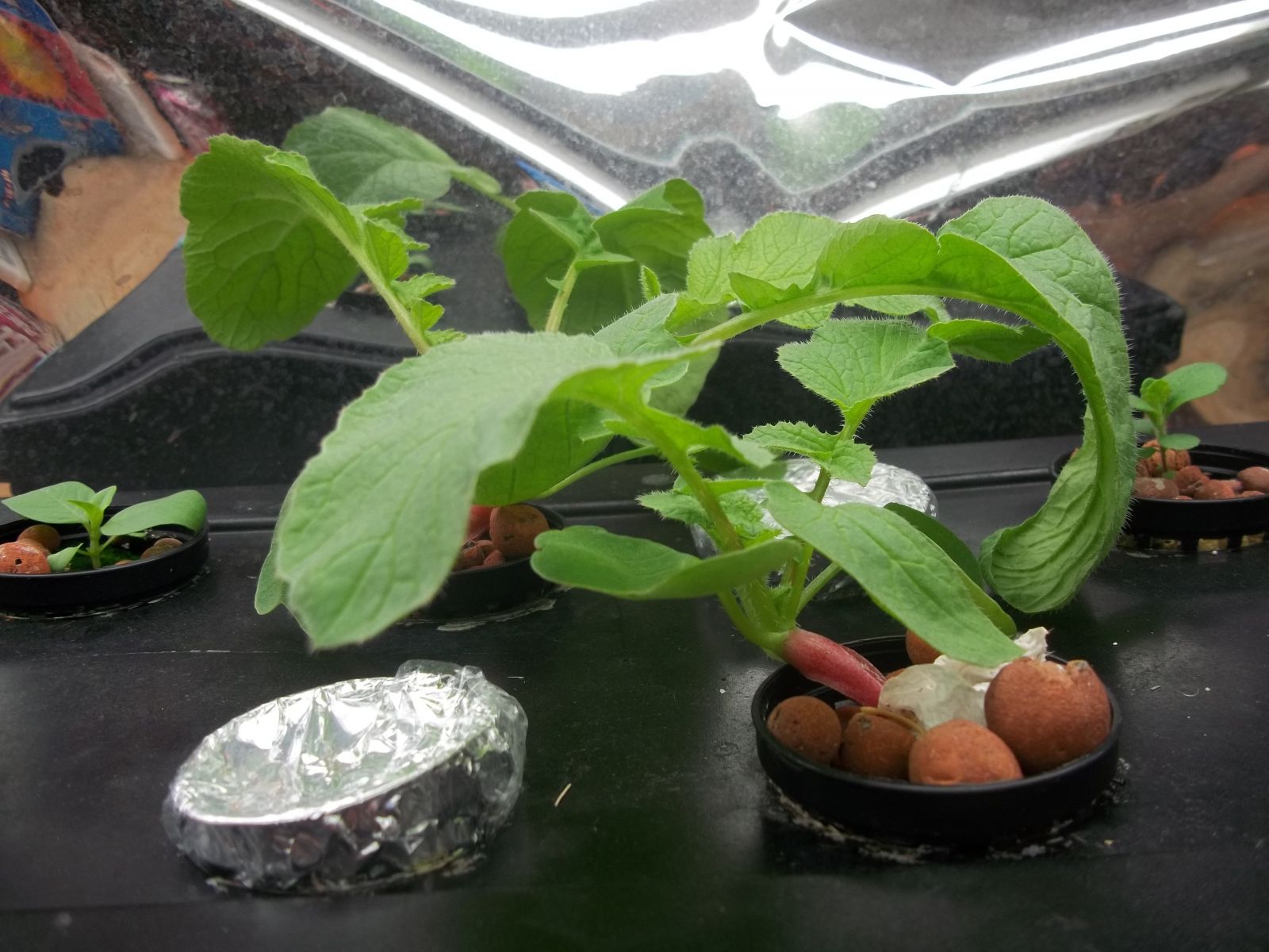 hydroponic radish