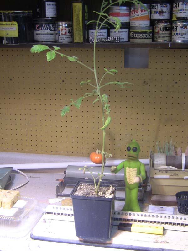 Van Wert Ohio Tomato Plant