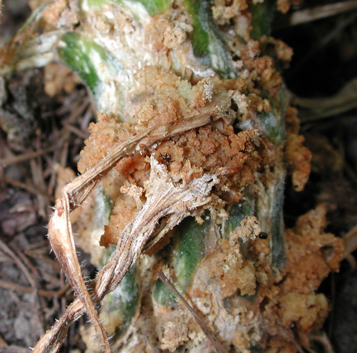 Squash Vine Borer Damage