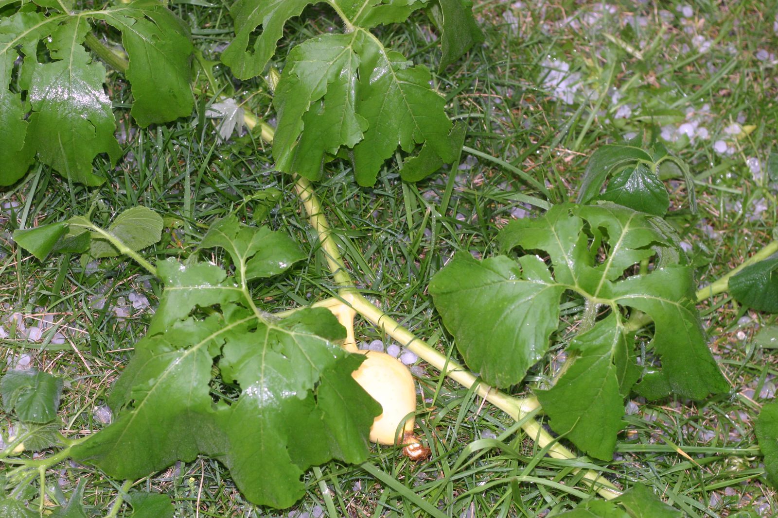Pumpkin leaf hail damage