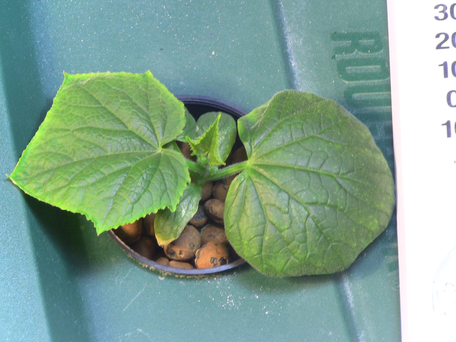 hydroponic cucumber