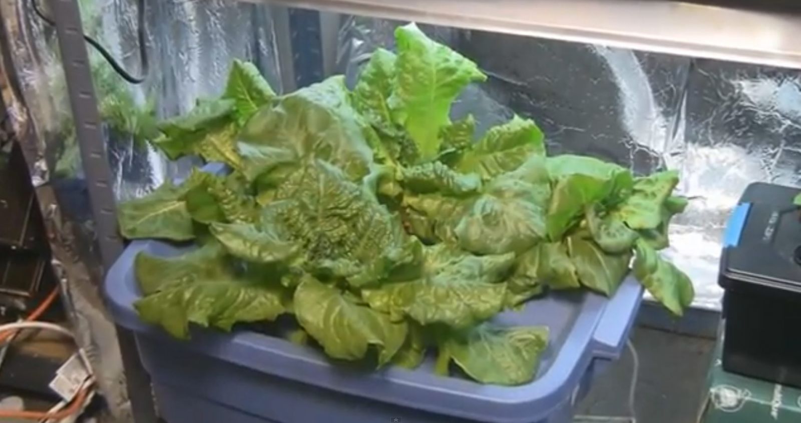 Indoor Hydroponic Lettuce Under Grow Lights