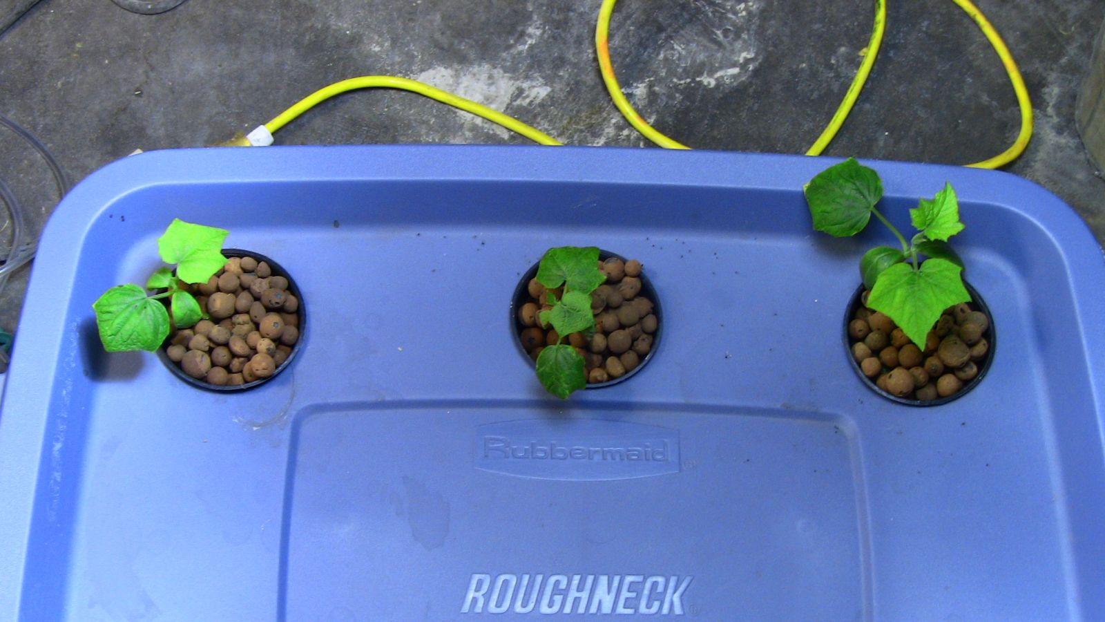 hydroponic cucumber