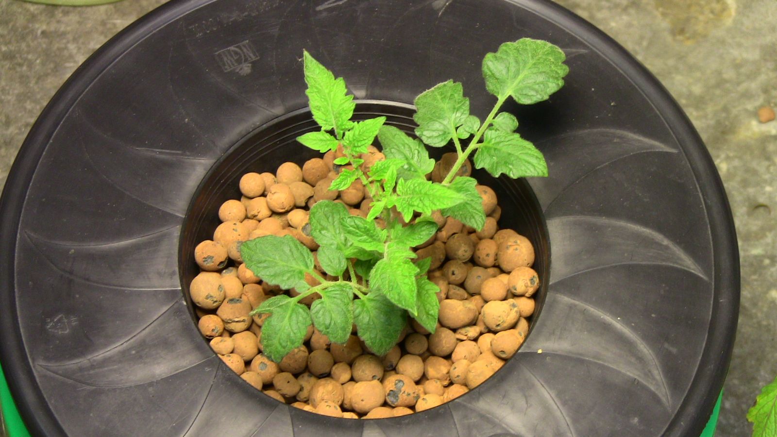 hydroponic tomato