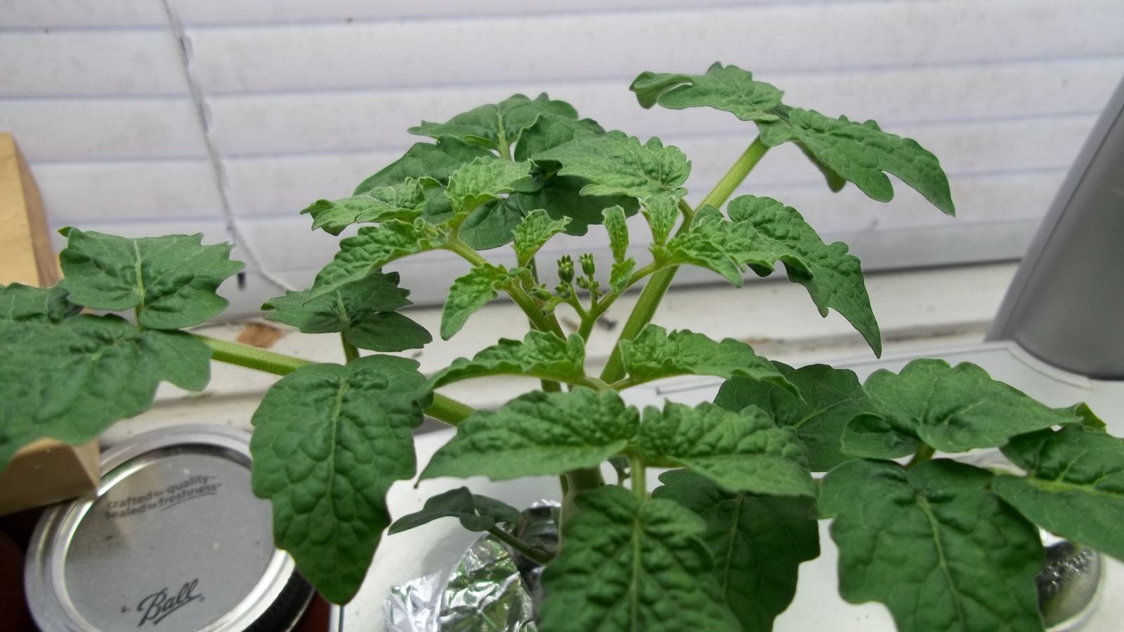 hydroponic Tiny Tim Tomatoes