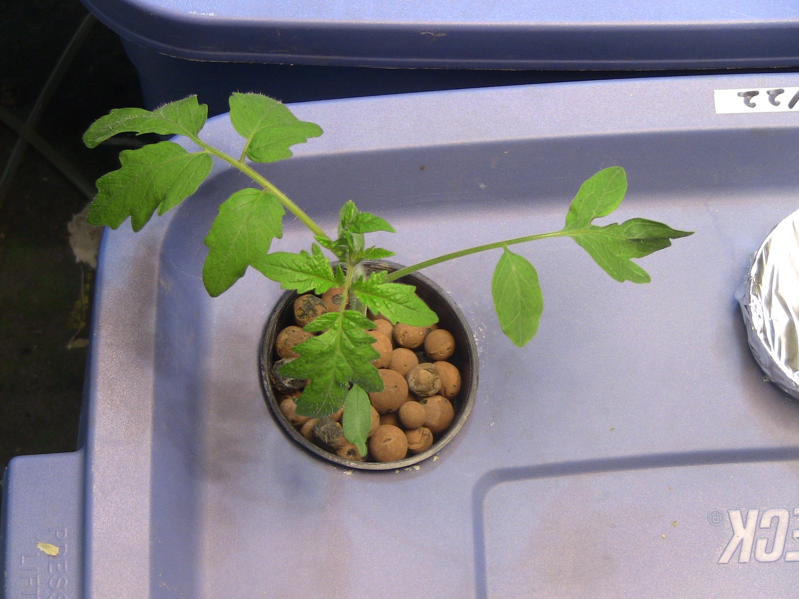 hydroponic tomato