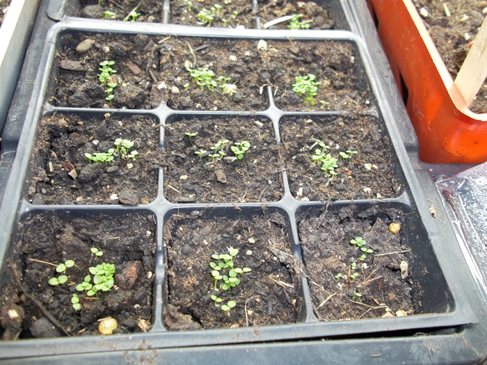 Virginia Gold Tobacco Seedlings