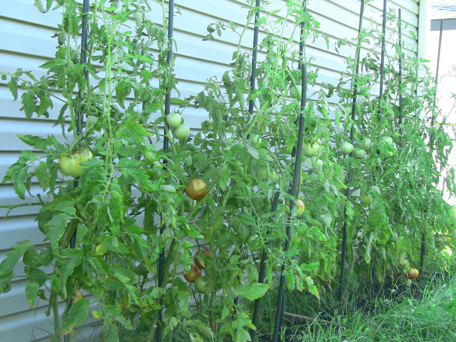 Wisconsin 55 Tomato Plants